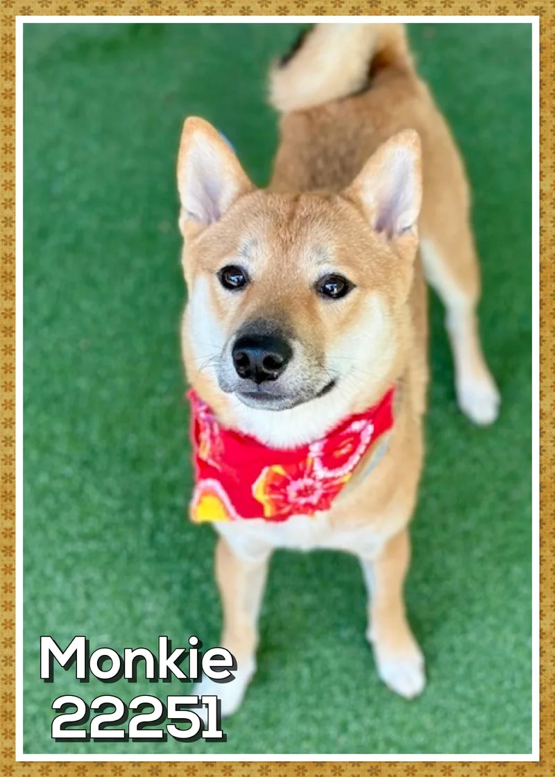 Monkie thumbnail 2