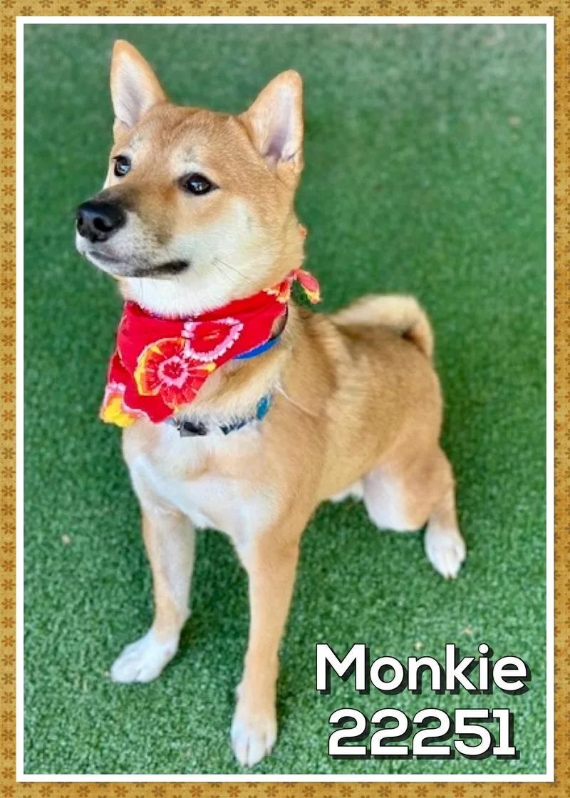 Monkie thumbnail 3