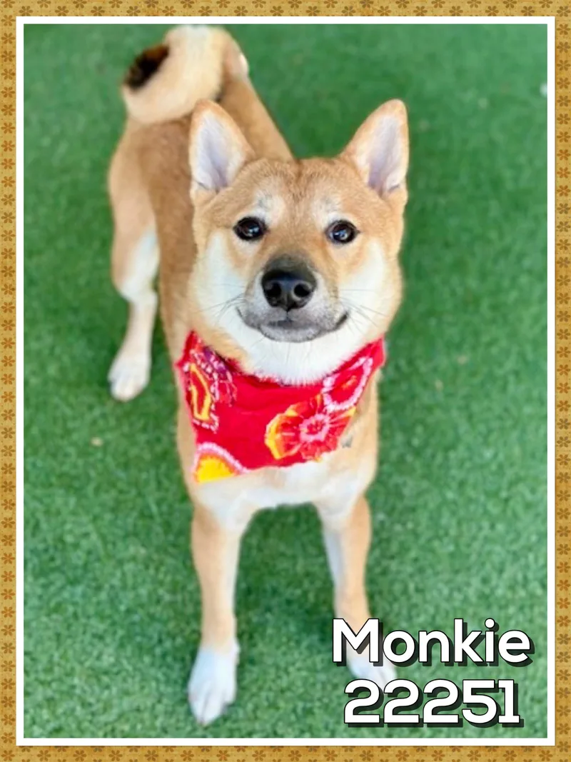 Monkie thumbnail 5