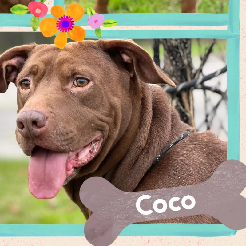 An adult medium-sized female Pit Bull Terrier dog named Coco for adoption in Houston, TX
