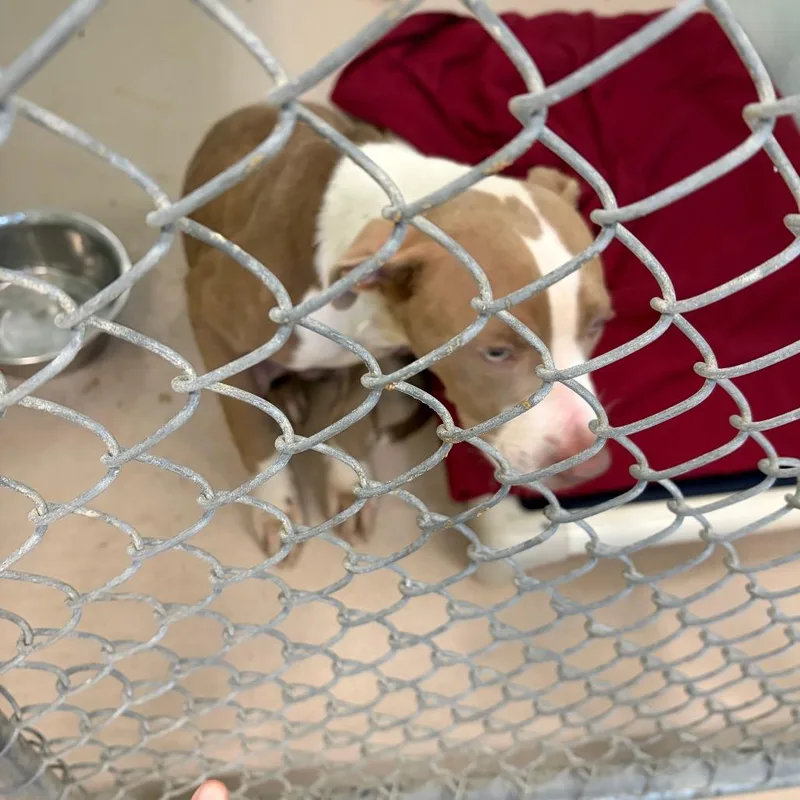 A young medium-sized male Yellow / Tan / Blond / Fawn Pit Bull Terrier dog named Loaded Baked Potato for adoption in Newark, NJ