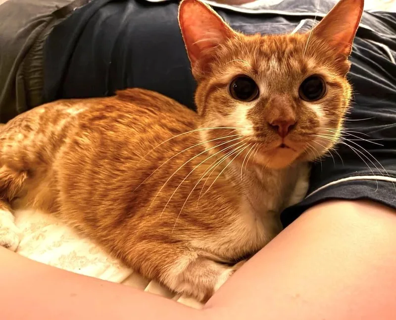 An adult small-sized female Orange & White Domestic Short Hair cat named Emily for adoption in Chicago, IL