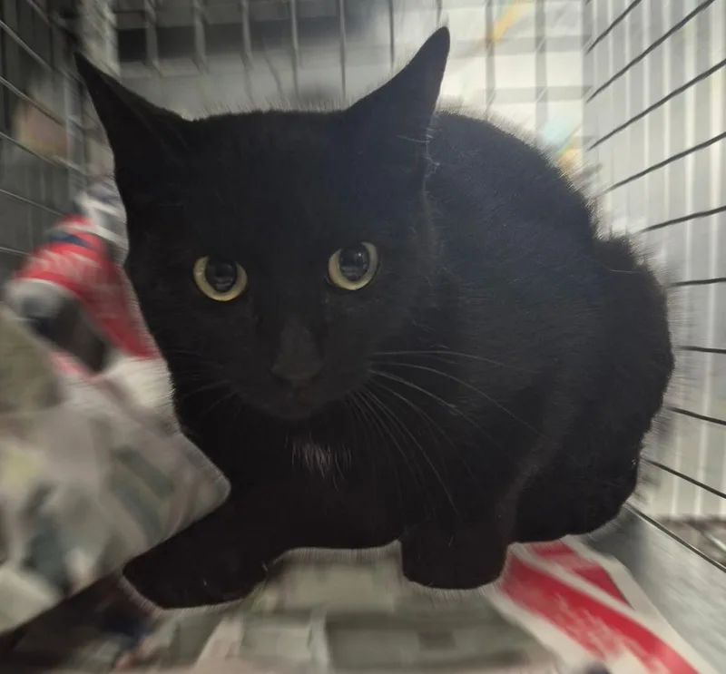 A young medium-sized female Domestic Short Hair cat named Penny for adoption in Houston, TX