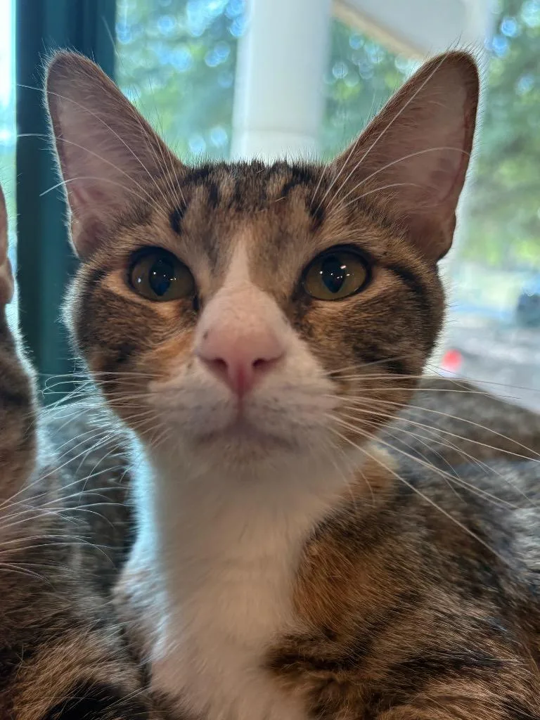 A baby small-sized female Domestic Short Hair cat named Sidney for adoption in Little Rock, AR