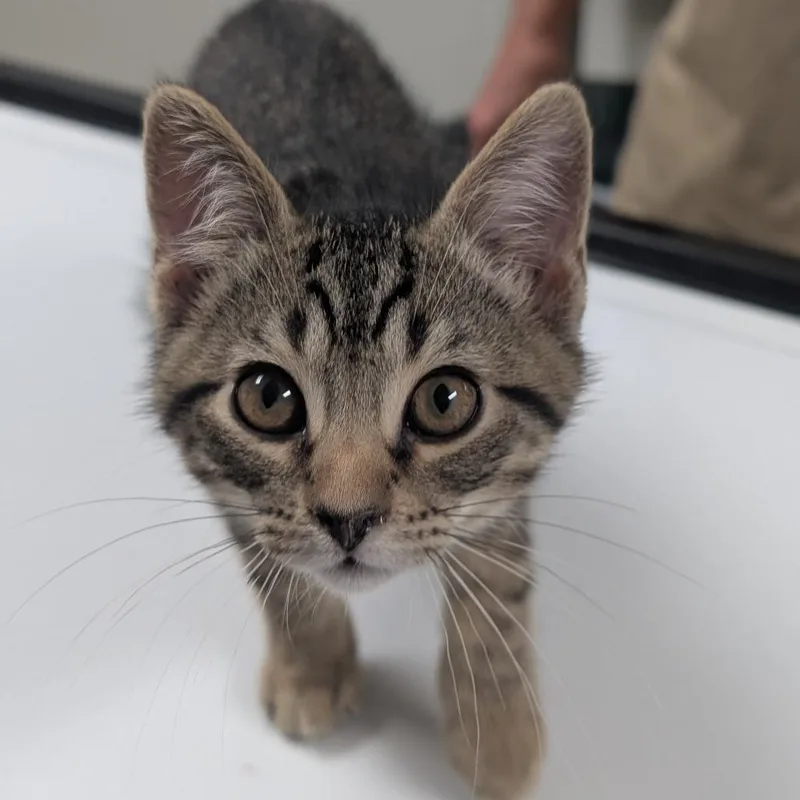A baby small-sized male Brown / Chocolate Domestic Medium Hair cat named Derek for adoption in Canton, IL