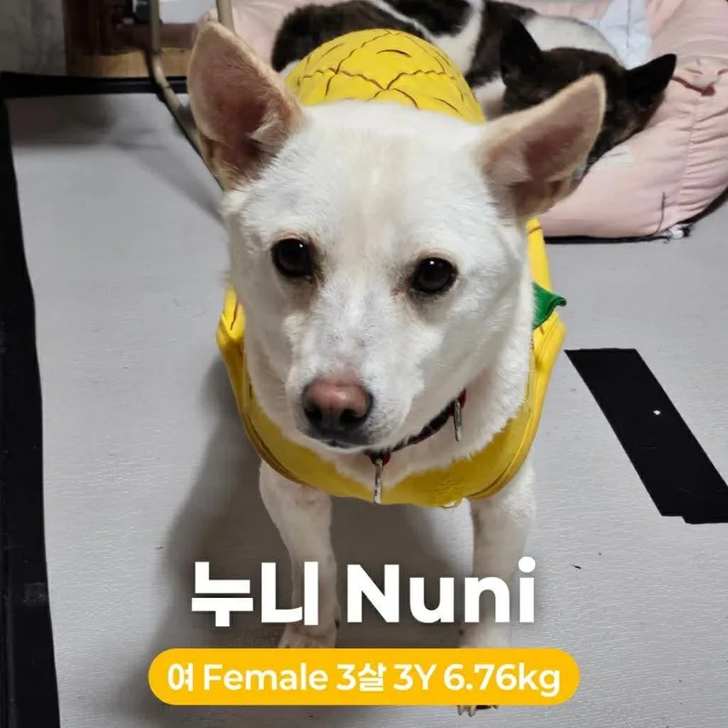 An adult small-sized female White / Cream Jindo dog named Nuni Hw+ for adoption in Northbrook, IL