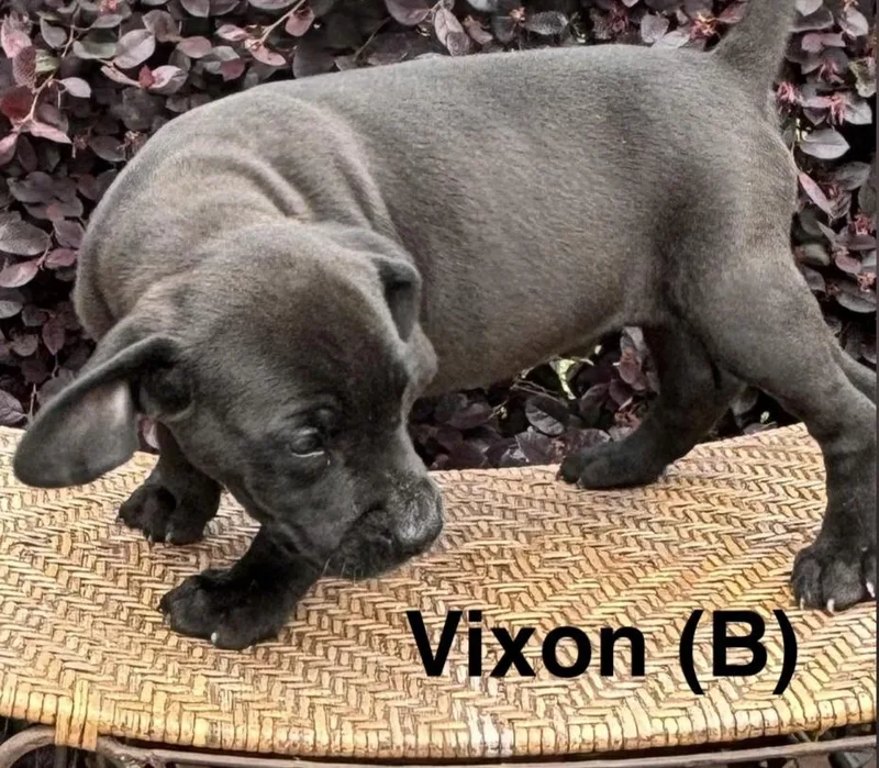 A baby medium-sized male Black Labrador Retriever dog named Vixon for adoption in Parma, OH