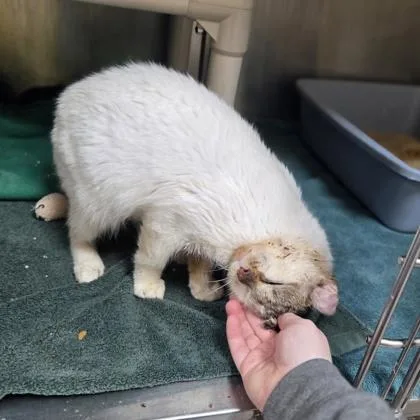 Bluie Louie thumbnail 2