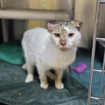 Bluie Louie thumbnail 3