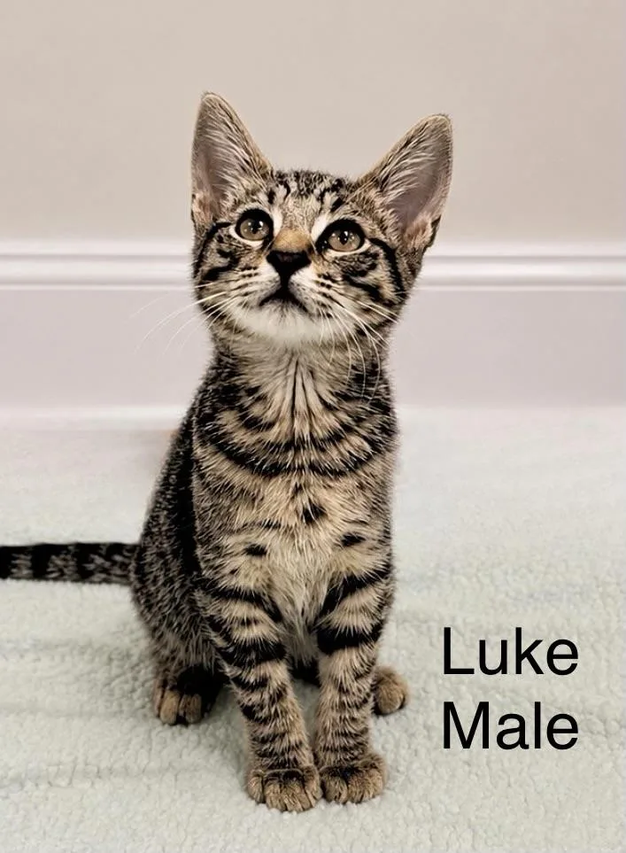 Luke