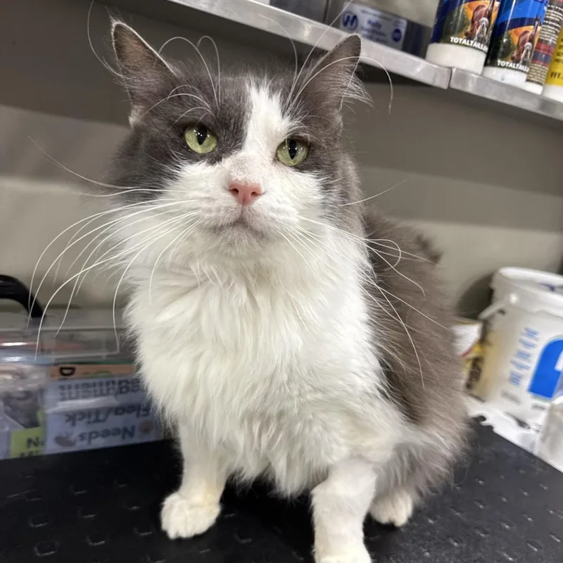 An adult large-sized female Gray & White Domestic Long Hair cat named Beluga for adoption in Bridgeville, PA