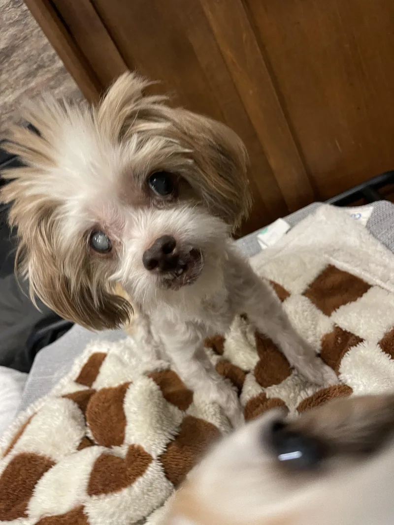 A senior small-sized female Shih poo dog named Daisy Mae Dukes for adoption in Baton Rouge, LA