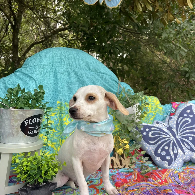 A baby small-sized male Chiweenie dog named Duffy for adoption in Sebring, FL
