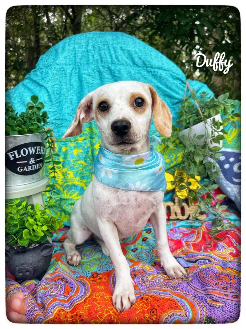 Duffy thumbnail 4