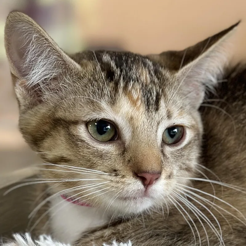 A baby medium-sized female Torbie Domestic Short Hair cat named Snapdragon for adoption in Victor, NY