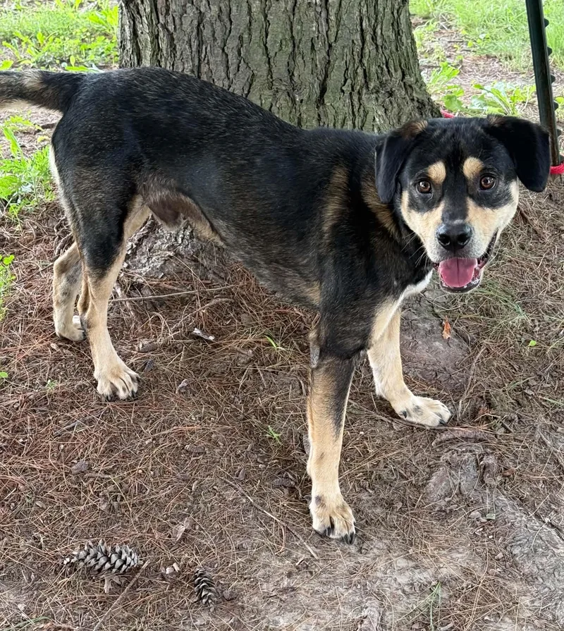 An adult medium-sized male Black Rottweiler dog named Bud for adoption in Springfield, IL