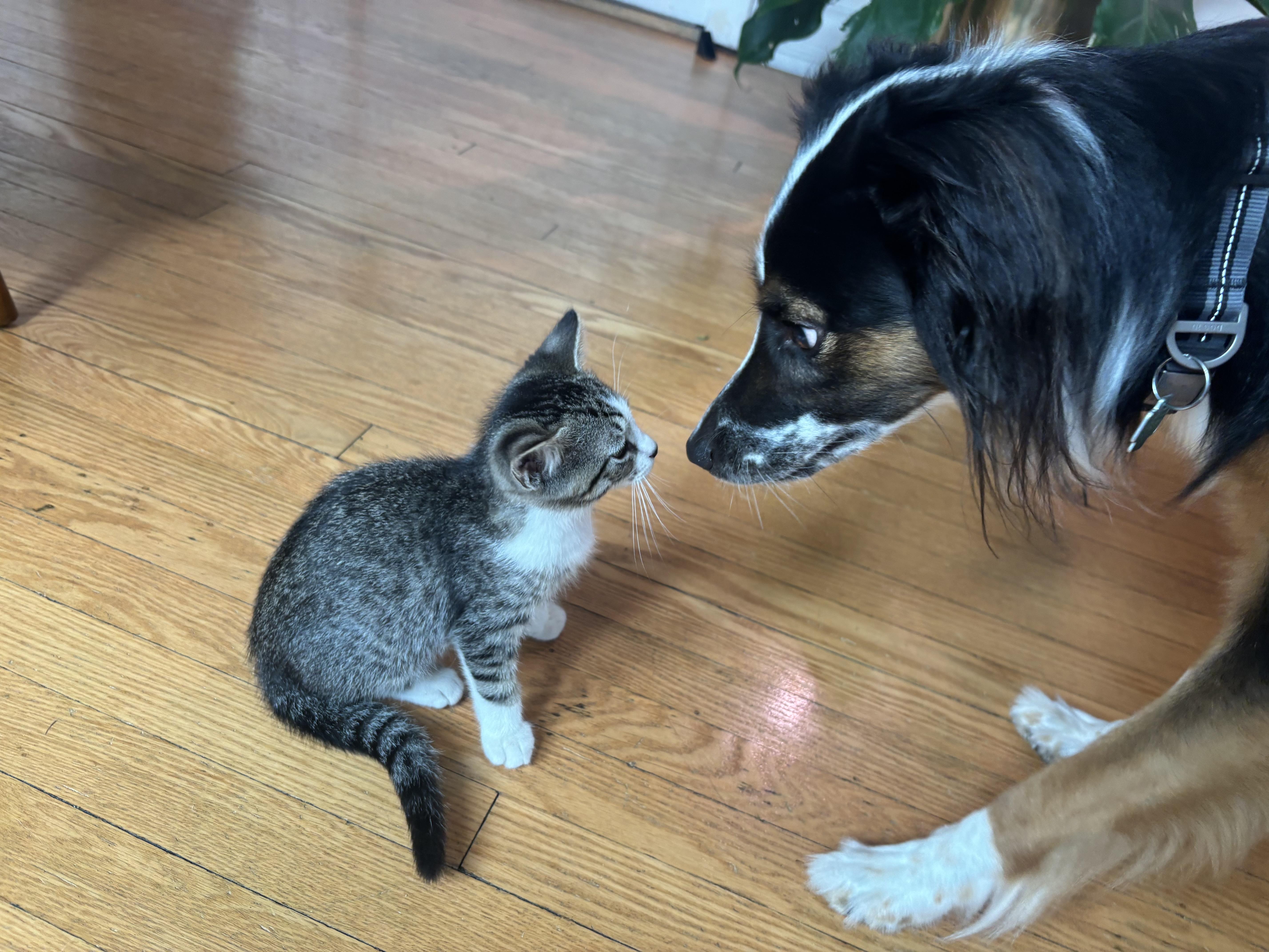 A baby medium-sized male Tabby (Gray / Blue / Silver) Domestic Short Hair cat named Bebop for adoption in Chicago, IL