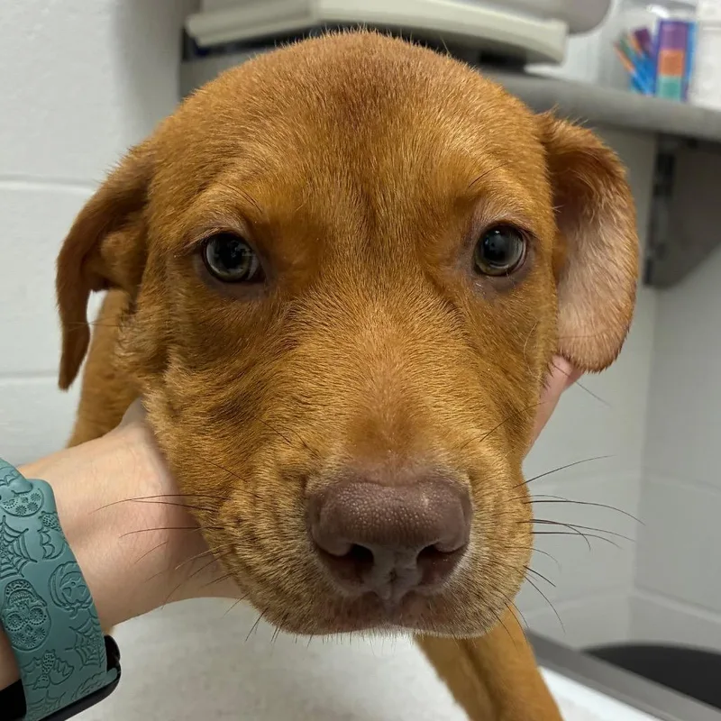 A baby small-sized male Red / Chestnut / Orange Shepherd dog named Pixel for adoption in Corpus Christi, TX