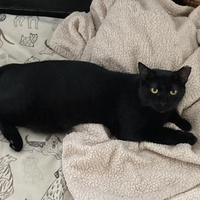 A baby small-sized female Black Domestic Short Hair cat named Bella for adoption in Beaufort, SC