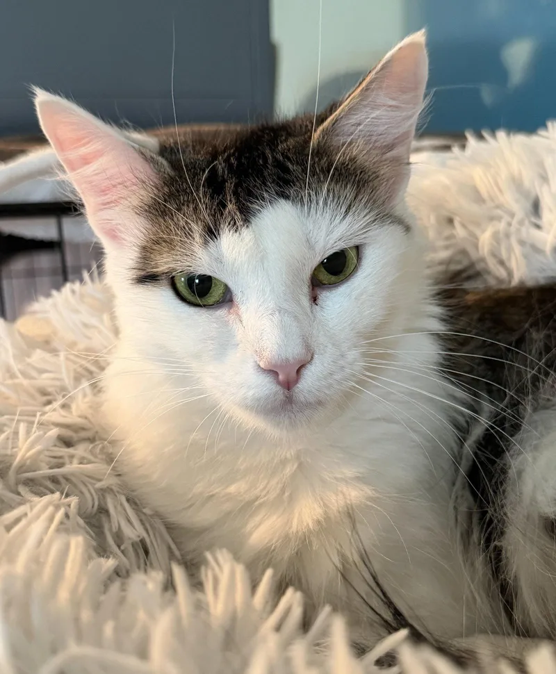 A young medium-sized female Domestic Medium Hair cat named Persia for adoption in Broomall, PA