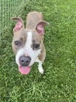 An adult medium-sized female Brindle Pit Bull Terrier dog named Sadie for adoption in Moline, IL