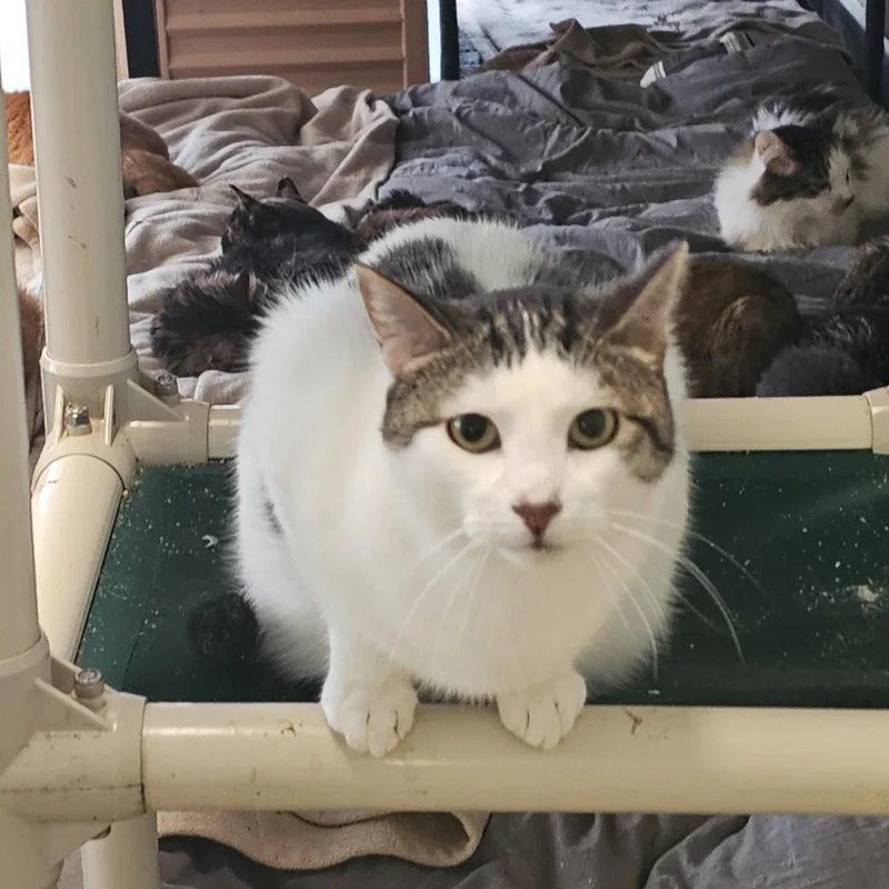 Divinity thumbnail 3