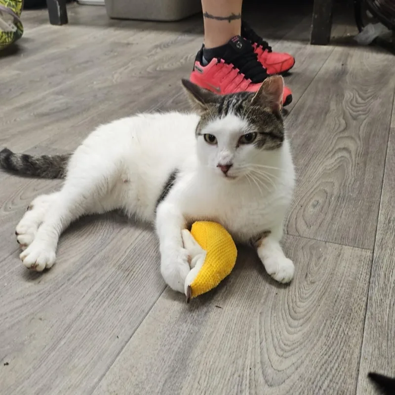 Divinity thumbnail 4