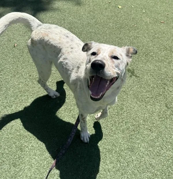 A young medium-sized female Australian Cattle Dog / Blue Heeler dog named Windrunner for adoption in Oceanside, CA