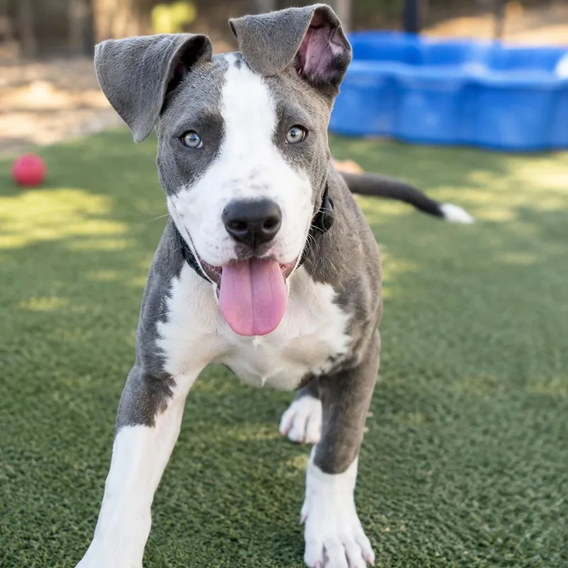 A baby large-sized male Gray / Blue / Silver Pit Bull Terrier dog named Ace for adoption in Phoenix, AZ