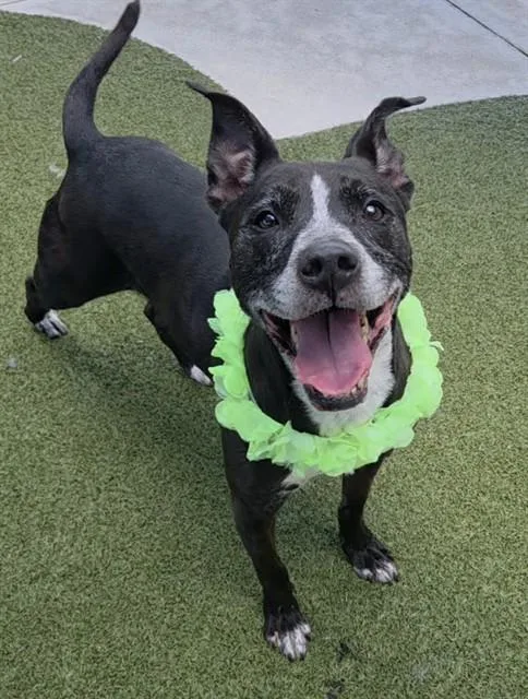 An adult medium-sized female American Staffordshire Terrier dog named Tesla for adoption in Fort Lauderdale, FL