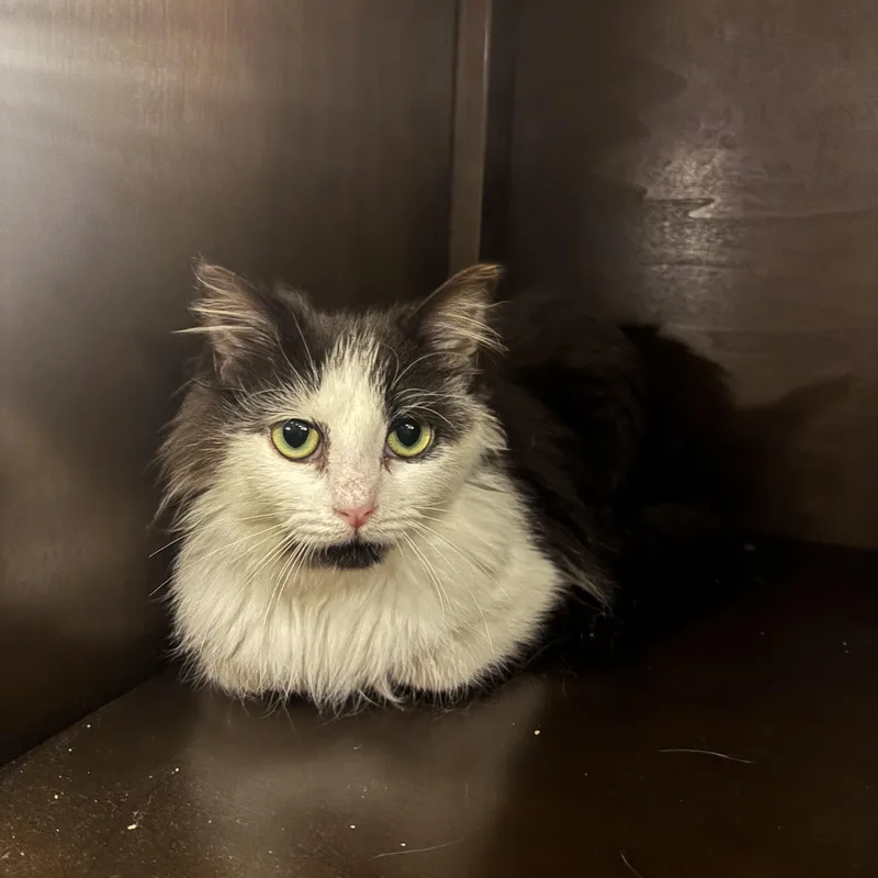 A young small-sized male Black & White / Tuxedo Domestic Medium Hair cat named Scary Movie for adoption in Columbia, SC