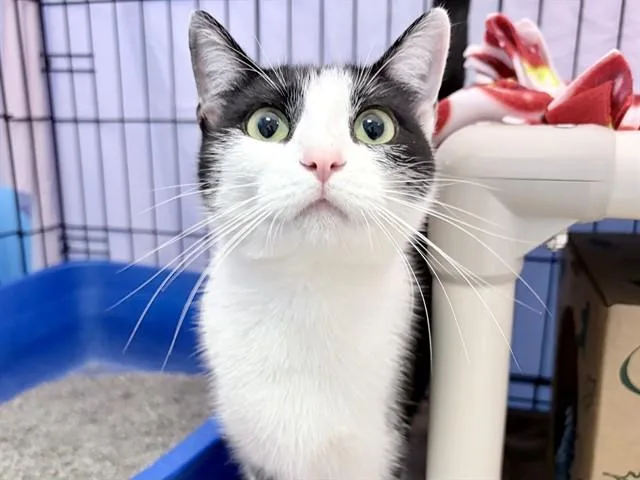 A young medium-sized female Domestic Short Hair cat named Stella for adoption in Ames, IA