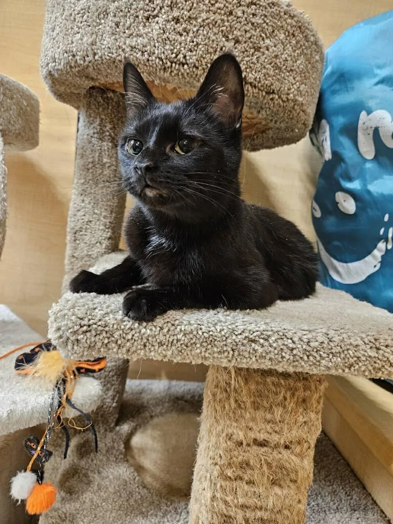 A young medium-sized female Domestic Short Hair cat named Aretha for adoption in Barrington Hills, IL