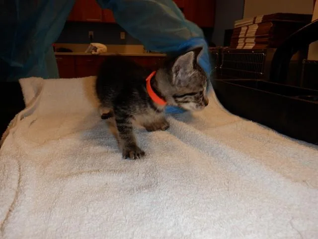 A baby small-sized female Domestic Short Hair cat named Winnie for adoption in San Jose, CA