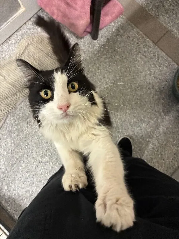 An adult medium-sized male White Domestic Medium Hair cat named Pecan Pie for adoption in Fruit Heights, UT