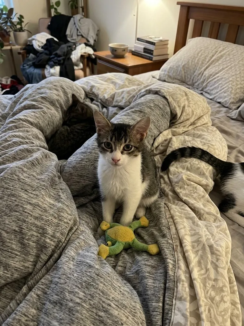 A baby medium-sized male Gray & White Domestic Short Hair cat named Harry for adoption in Antioch, CA