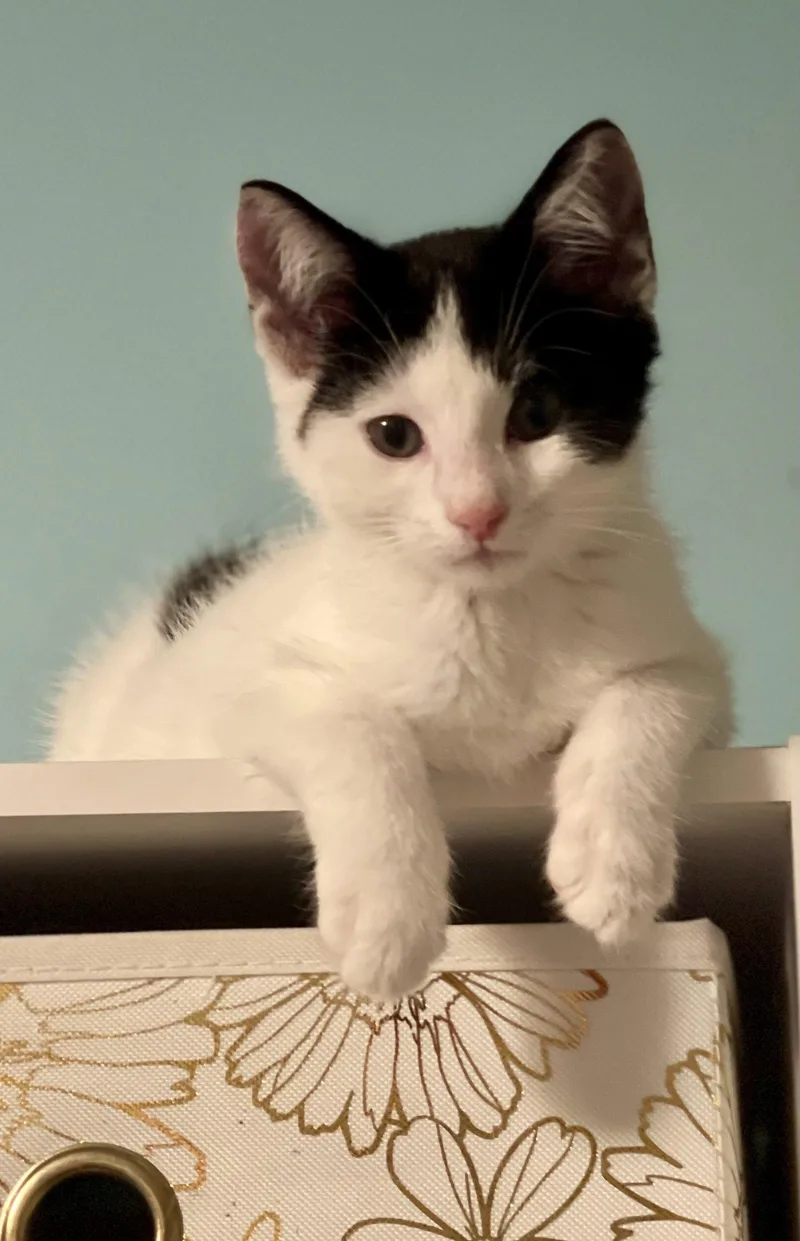An adult medium-sized female Domestic Short Hair cat named Chandelle for adoption in Flint Hill, VA