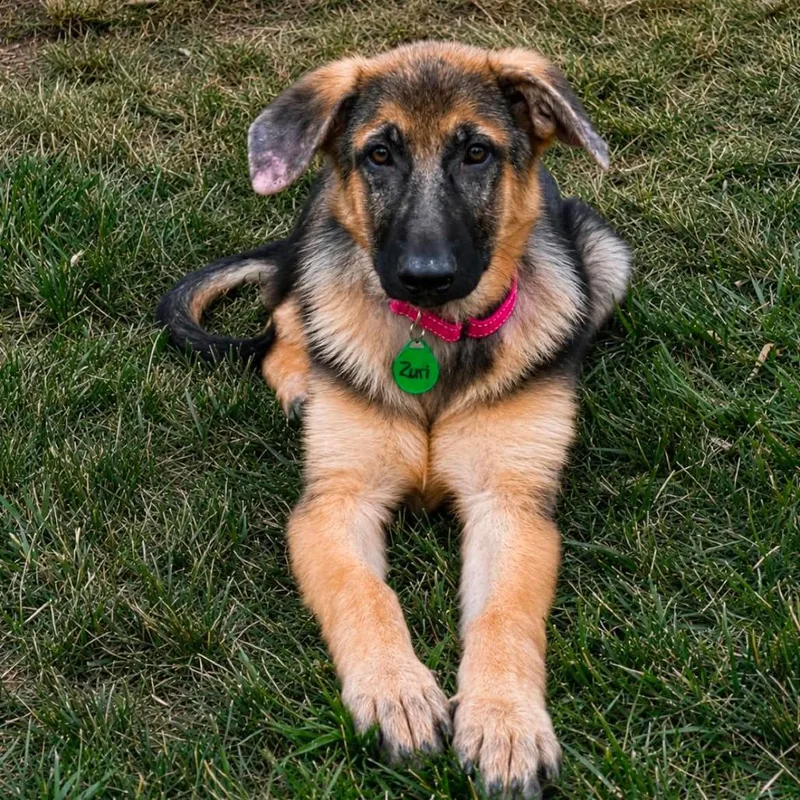 A young medium-sized female Black German Shepherd Dog dog named Zuri for adoption in New Ringgold, PA