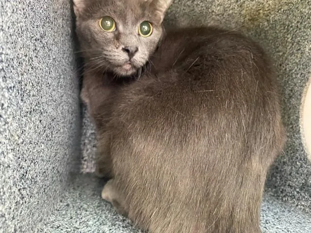 An adult medium-sized male Domestic Short Hair cat named Grayson for adoption in Garland, TX