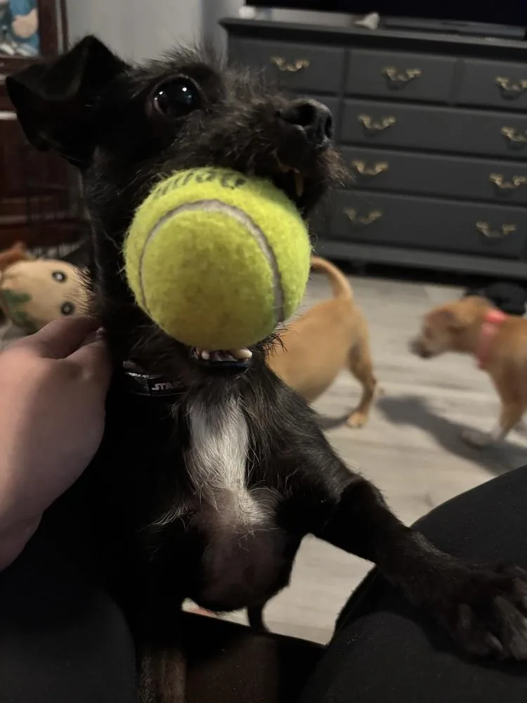 A baby small-sized male Terrier dog named Rufus for adoption in Plymouth, MI