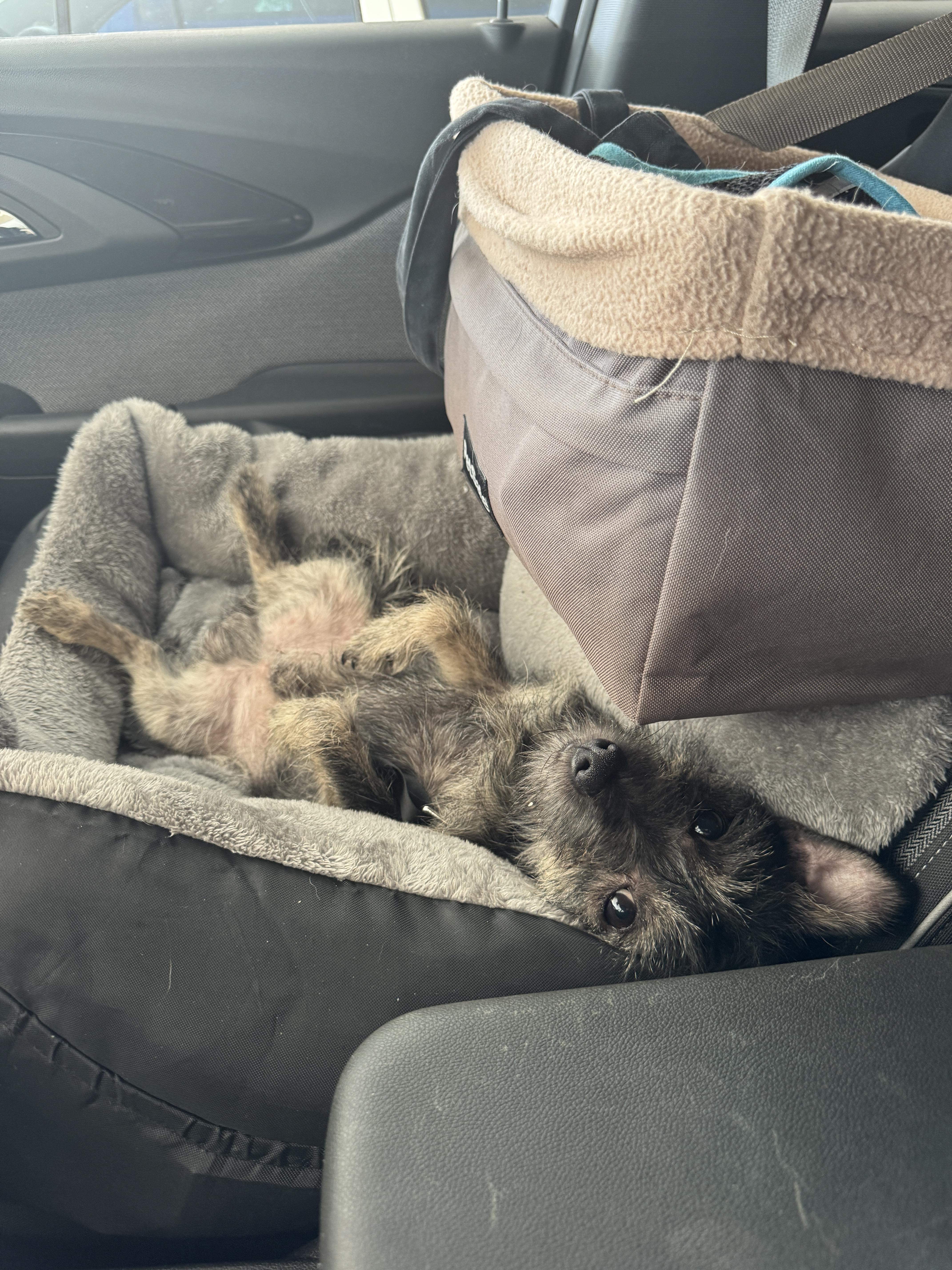 A young small-sized male Cairn Terrier dog named Morgan for adoption in Windsor, CO