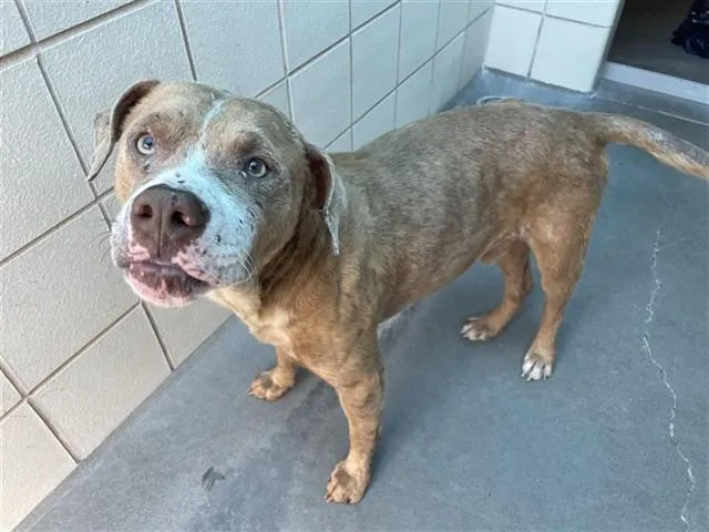 A young medium-sized male Pit Bull Terrier dog named Mohawk for adoption in Corpus Christi, TX