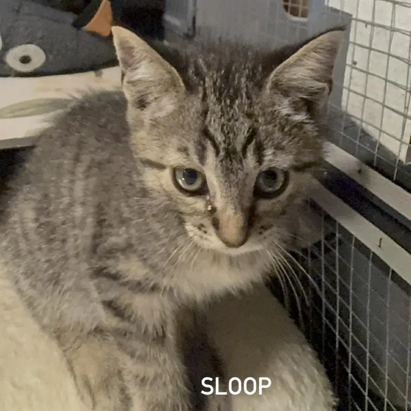 Sloop
