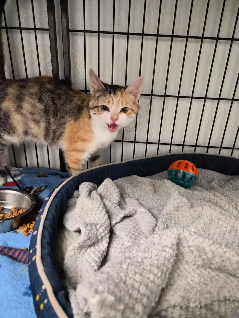 Christine thumbnail 2