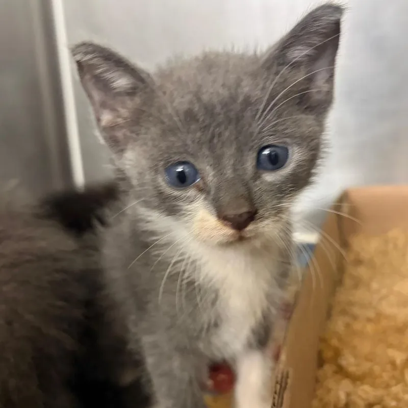A baby small-sized male Gray / Blue / Silver Domestic Short Hair cat named Springfield for adoption in Lake Jackson, TX