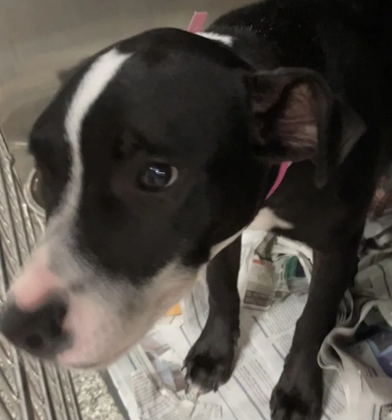 A baby medium-sized female Terrier dog named Etta for adoption in Parma, OH