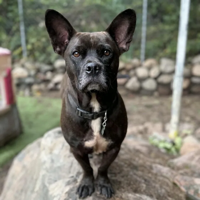 An adult medium-sized male Black Mixed Breed dog named Fitch for adoption in Groveland, MA