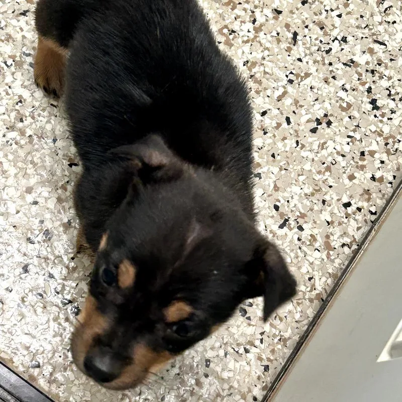 Java Bama thumbnail 3