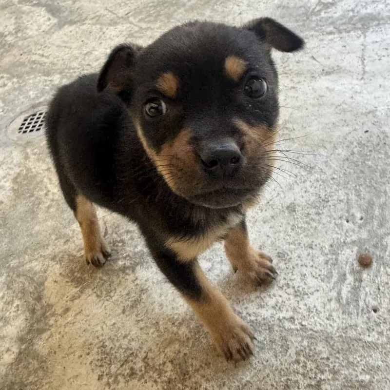 Java Bama thumbnail 4