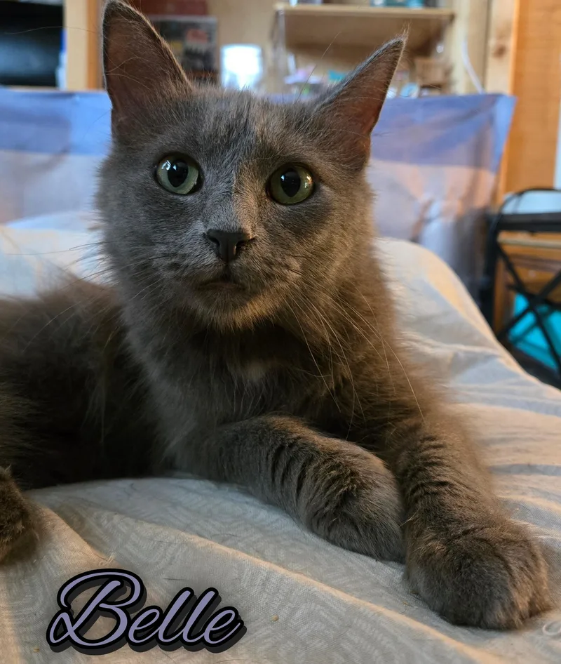 An adult medium-sized female Gray / Blue / Silver Domestic Medium Hair cat named Belle for adoption in Morgantown, WV